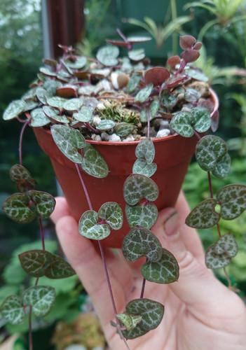 Ceropegia woodii string of - ceropegia, |