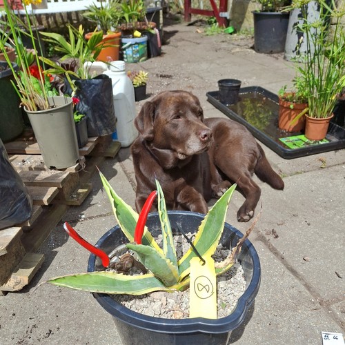 Agave americana variegata - agave,