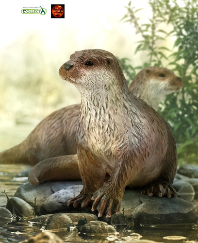 Common otter river wildlife - common,