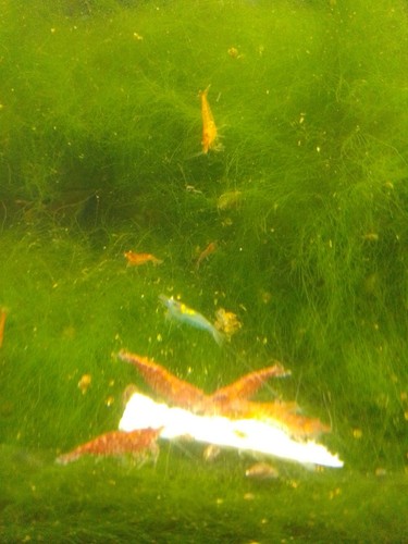 Assorted wild cull - wild,