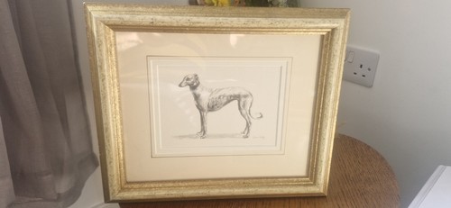 Greyhound whippet original - greyhound/whippet,