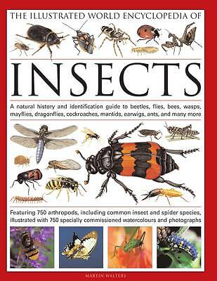 The illustrated world - illustrated,