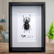 Framed atlas beetle taxidermy