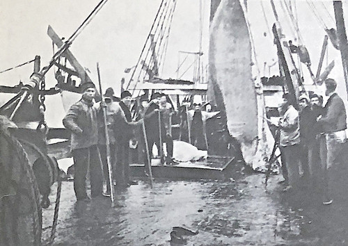 Arctic whalers 1937 lubbock - 1937,