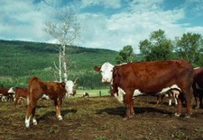 387030 Hereford Cow Calf in Pen WALL ROOM PRINT POSTER US