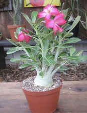 100 Desert Rose seeds Adenium Obesum  Mixed Colors House Flower Plant Seeds UK