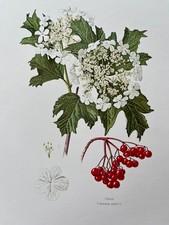 Vintage guelder rose botanical - rose,