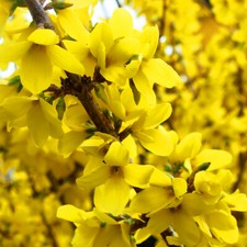 1 X FORSYTHIA INTERMDIA NIMBUS