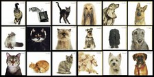 Birthday card cats and dogs - birthday,