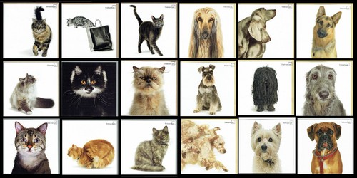 Birthday card cats and - cats, dogs