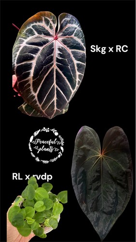 Anthurium seedling bundle - 5,
