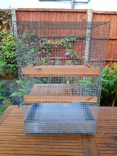 Large degu chinchilla - large, degu/chinchilla/savic