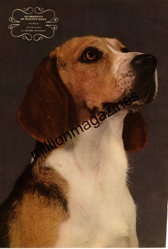 1943 beagle original print - 1943,