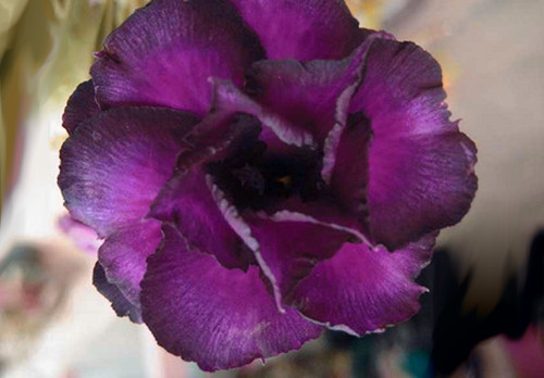 Adenium obesum desert - 20,