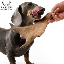 Fallow Deer Antler Chews For