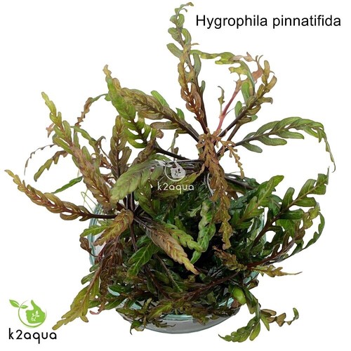Live aquarium plants - live, in