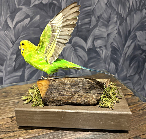 Budgerigar bird taxidermy - budgerigar,