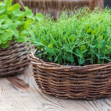 Pea serge shoots - –,