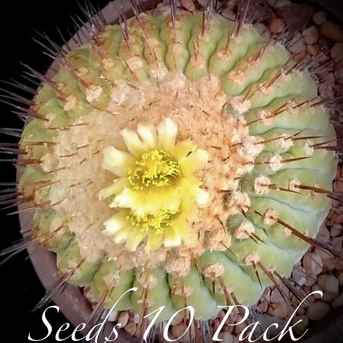 Rare seeds copiapoa - seeds,