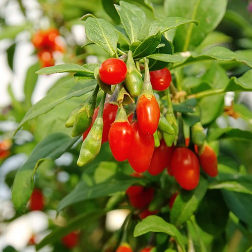 Fruit plants goji berry - berry, sweet