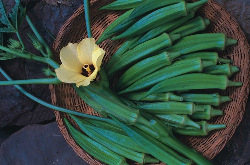 Vegetable okra pure - vegetable,