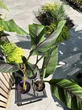 Amazing Musa sikkimensis 'Ever
