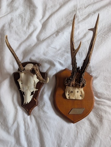 Taxidermy deer antler skull - taxidermy,
