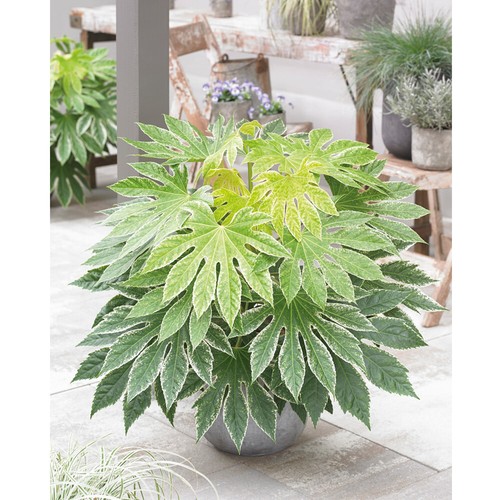 Fatsia hardy shrub - fatsia,