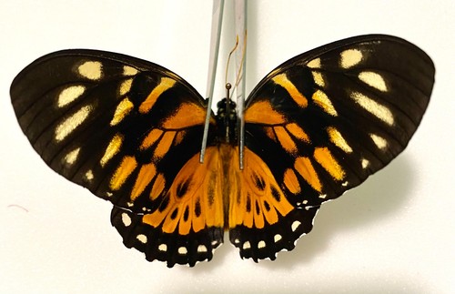 Insect butterfly papilionidae - butterfly,