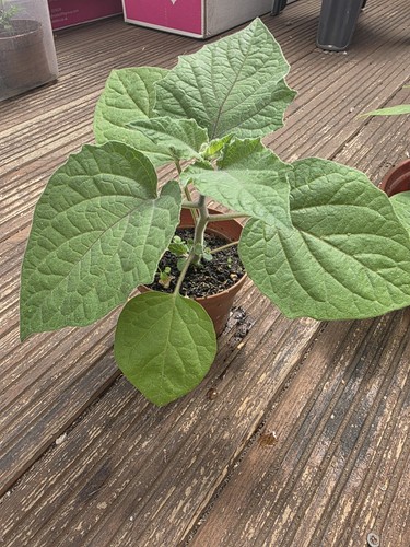 Cape gooseberry physalis - cape,