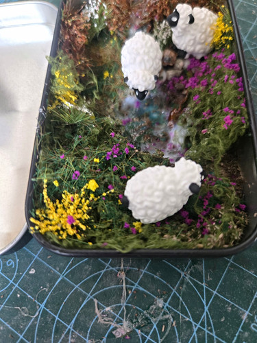 Miniature sheep - miniature,