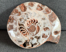 Polished Goniatite