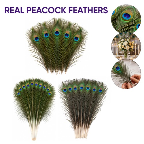 100pc peacock tail - 10-100pc, feathers
