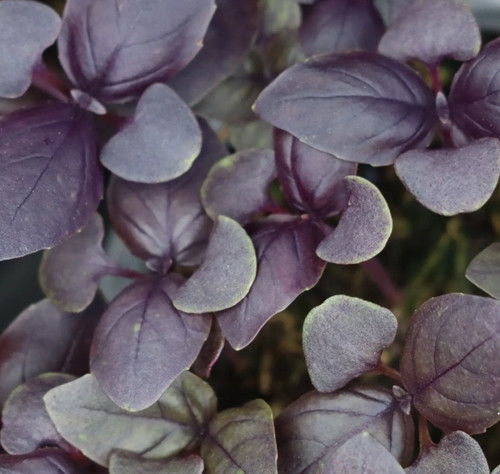 Basil purple ocimum - basil,
