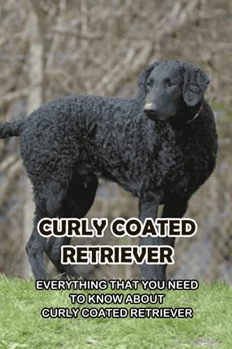 Curly coated retriever - curly,