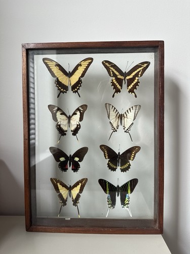 Vintage framed butterfly - vintage,