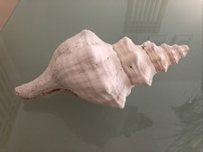 Large 28cm horse conch - large,
