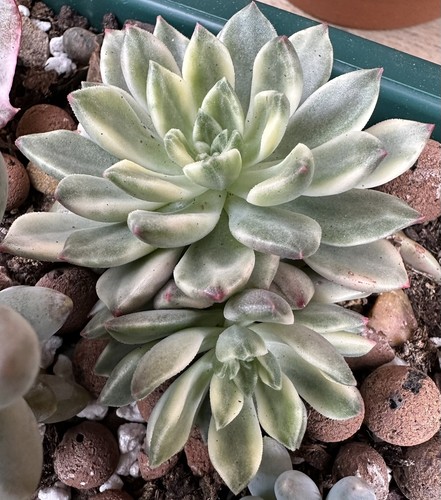 Echeveria green emerald - echeveria,