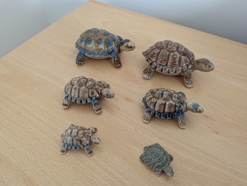 Wade tortoise selection