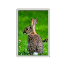 RABBIT SITTING LOVELY ANIMAL