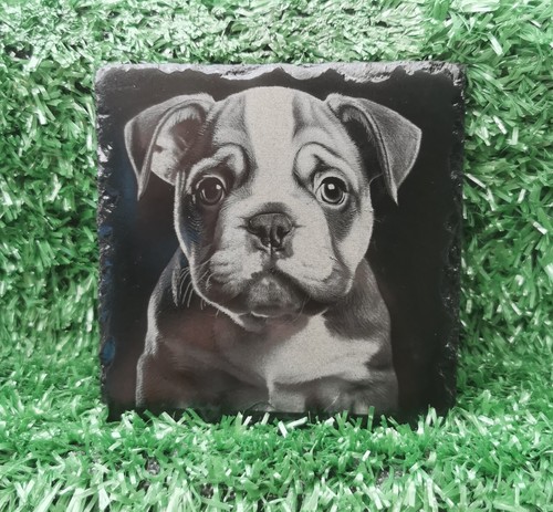 Slate coaster bulldog - slate,