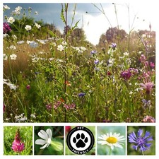 Grazing Safe Wildflower Seeds