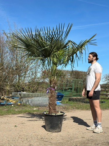 7ft trachycarpus fortunei - trachycarpus,