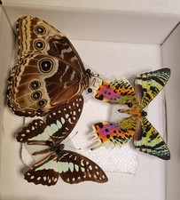 Butterflies Moths Insect