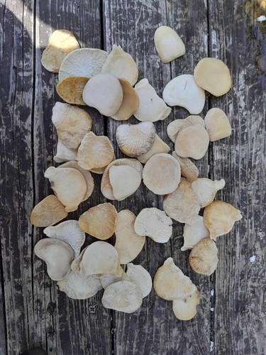 Cow bones vertebrae discs for - cow,