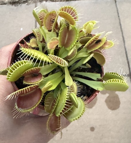 Venus fly trap - trap, carnivorous