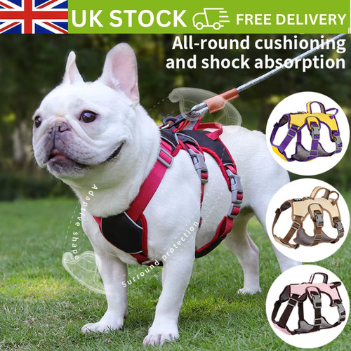 Escape proof dog - proof, harness
