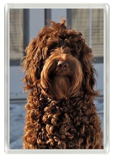 Labradoodle dog fridge magnet - labradoodle,