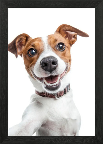 Smiling jack russell - russell, selfie