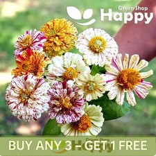 ZINNIA DAHLIA PEPPERMINT MIX -